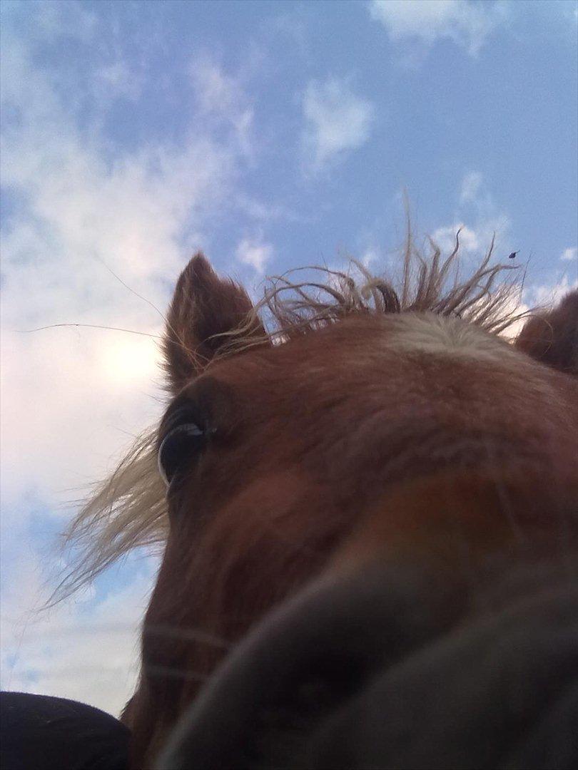 Shetlænder Winnetou billede 6