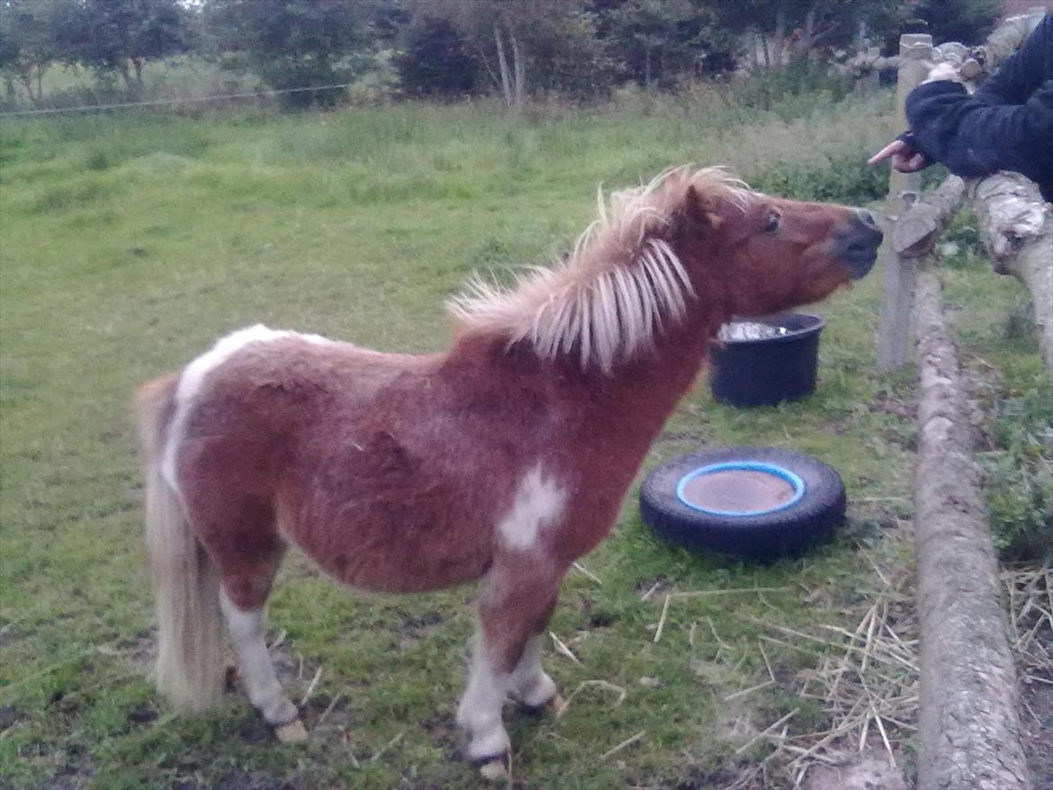Shetlænder Winnetou billede 7