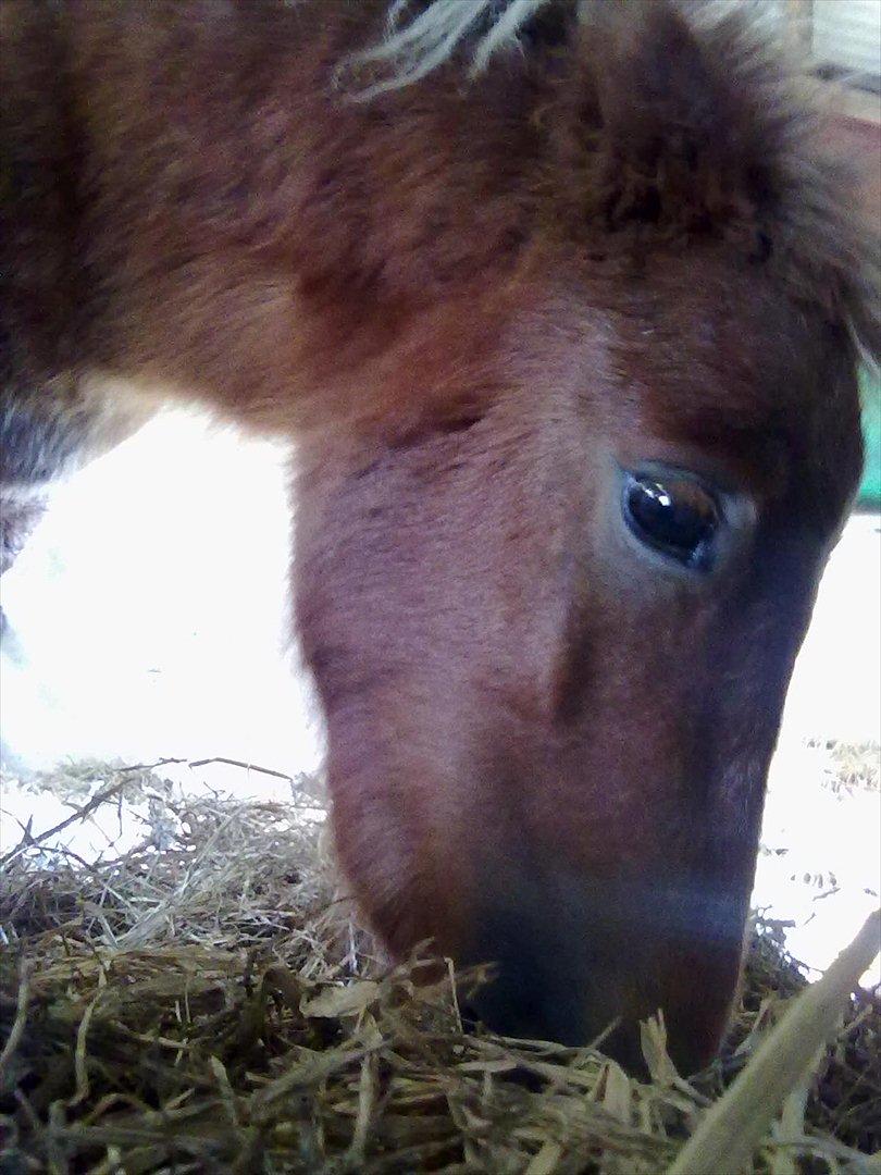 Shetlænder Winnetou billede 8