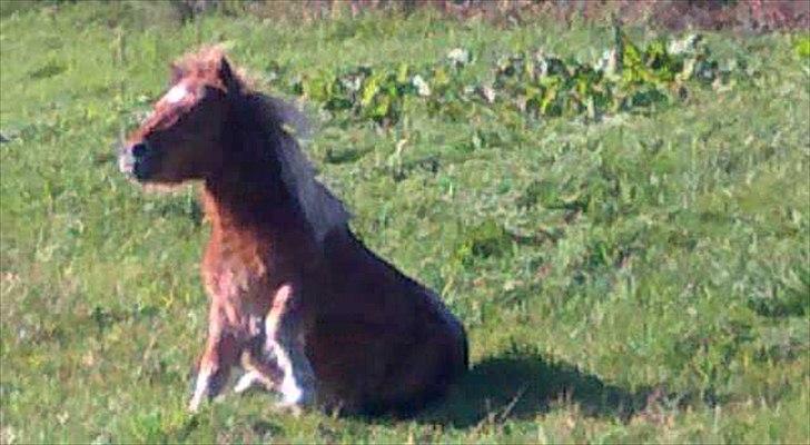 Shetlænder Winnetou billede 9