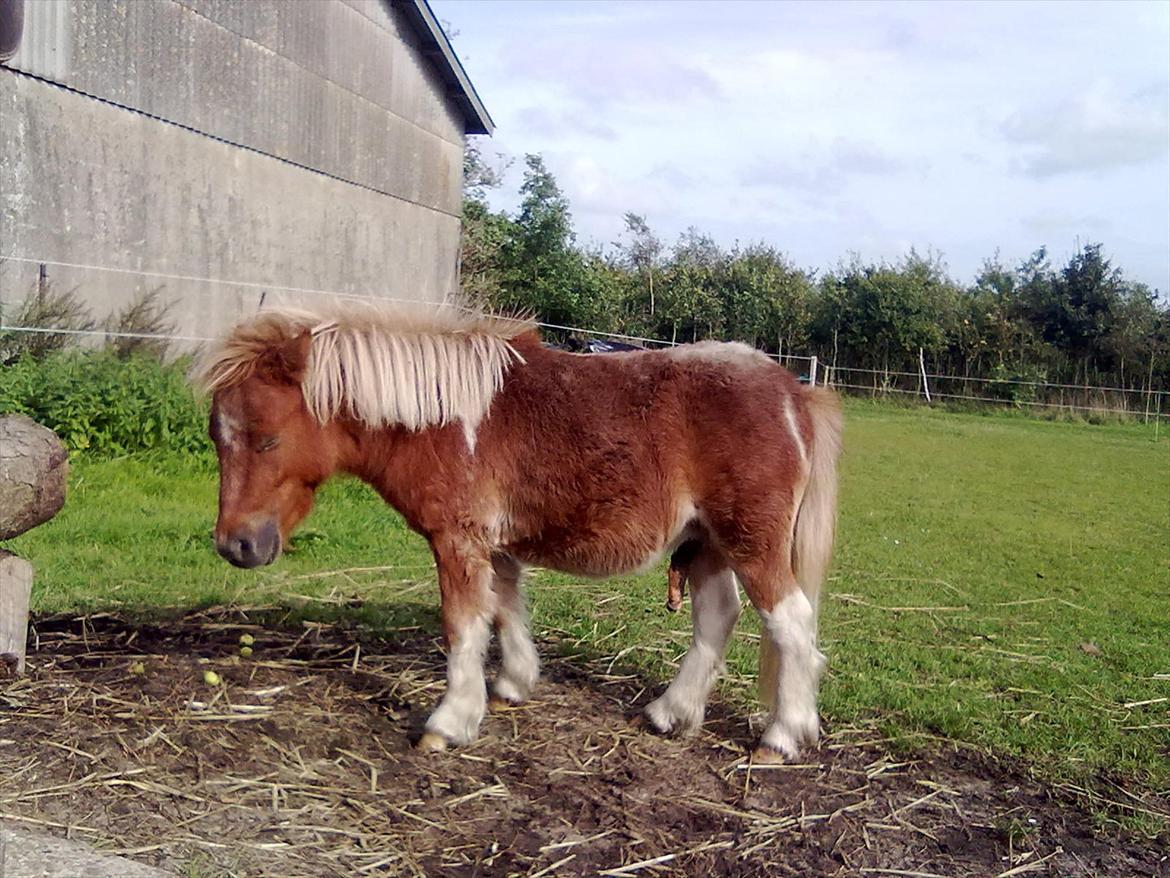 Shetlænder Winnetou billede 10