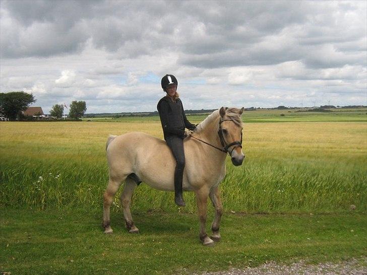 Fjordhest Lukas - Velkommen til Lukas' profil<3 billede 1