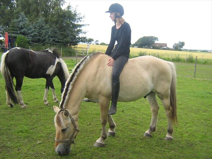 Fjordhest Lukas - Du er fuldstendig ligeglad!<3 billede 16