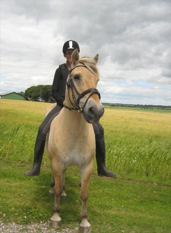 Fjordhest Lukas billede 17