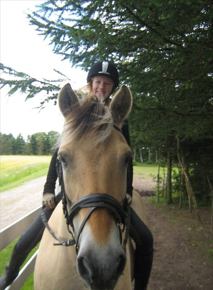 Fjordhest Lukas billede 18