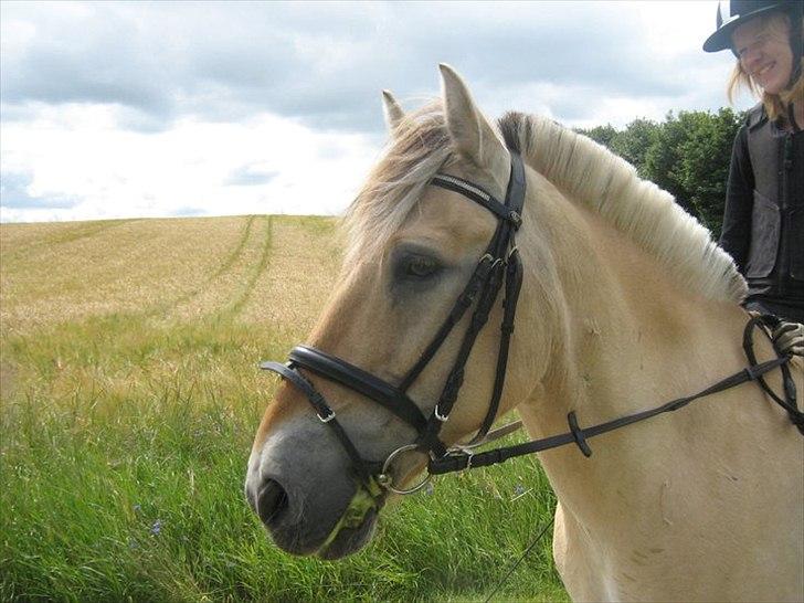 Fjordhest Lukas billede 19