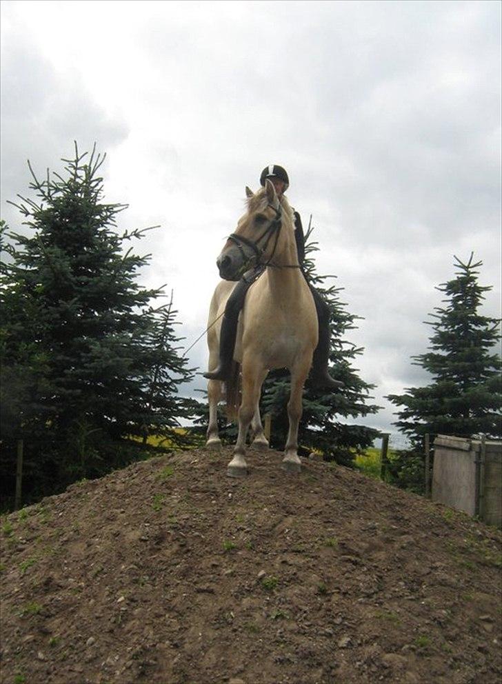 Fjordhest Lukas - Op på bakken!<3 billede 20