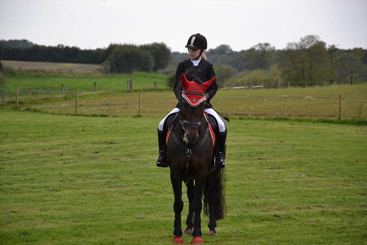 New Forest Fylla billede 2