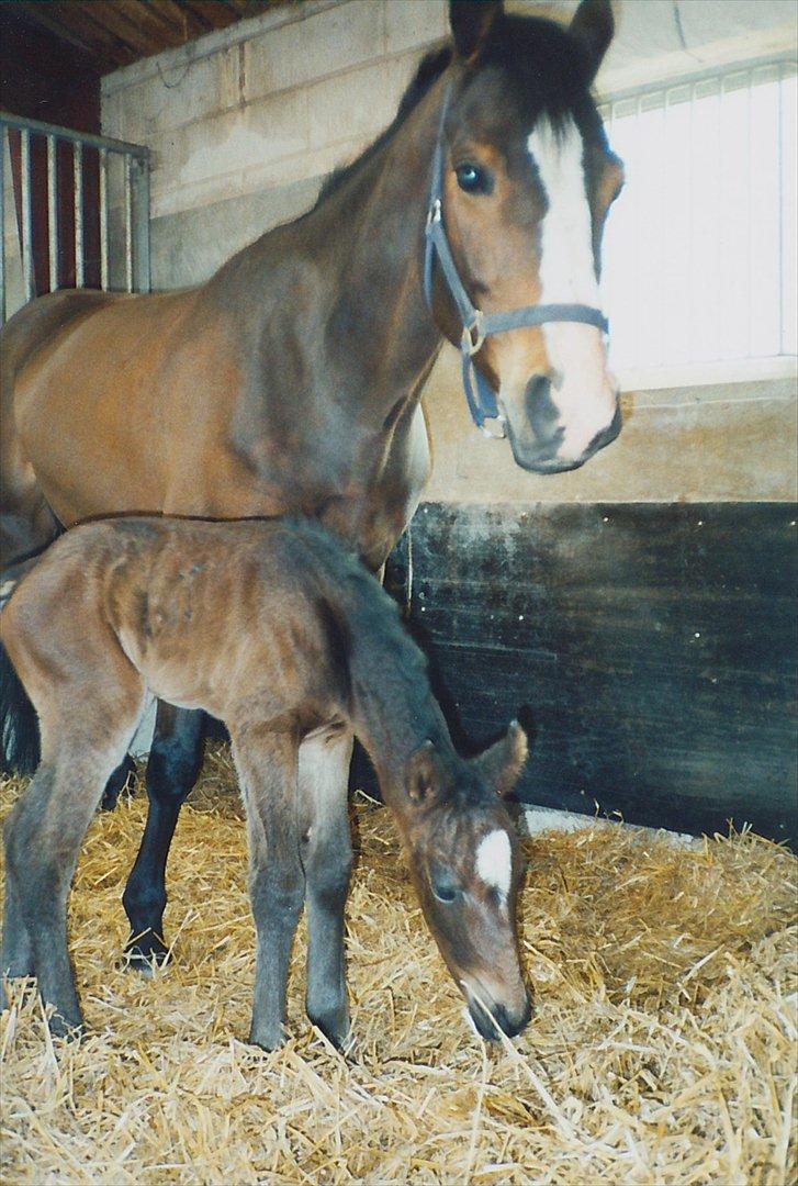 Dansk Varmblod Celina - smukke Celina, med baby Choko, 12 timer efter foling
RIP mine smukke piger <3 billede 9