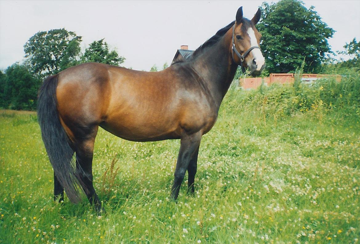 Dansk Varmblod Celina - Smukke pige <3 savner dig <3 billede 14