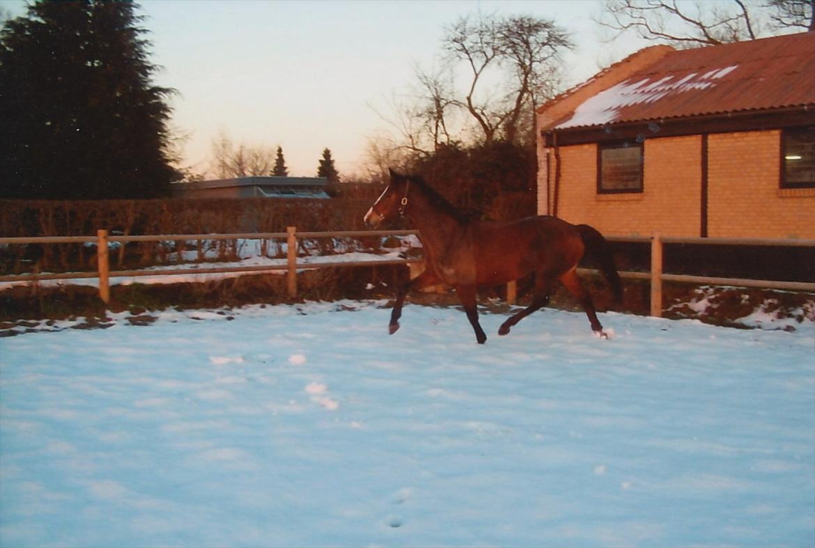 Dansk Varmblod Celina - Gangmaskinen ;D hos gamle ejer billede 17