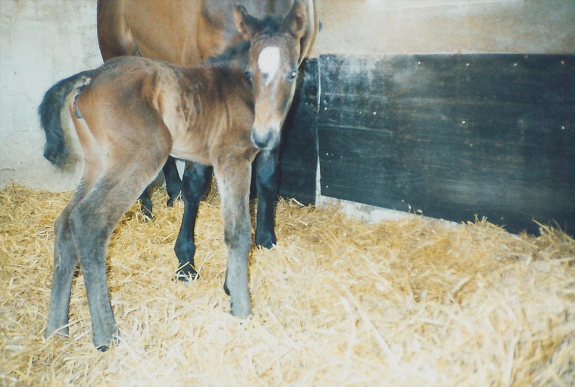 Dansk Varmblod Choko Chanell - Billede 16.
baby chokoladen 12 timer gammel :D billede 16