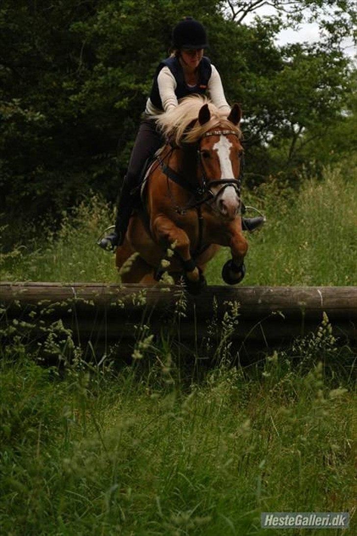 Haflinger            Amadeus billede 20