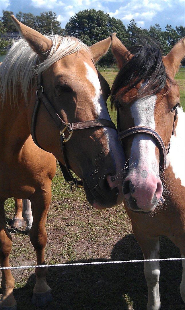 Pinto Mia Maja - Mia Maja sammen med Andorra :) billede 12