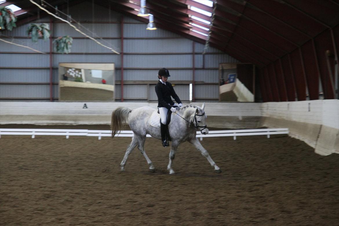 Arabisk fuldblod (OX) Thaliq Al-Bait ox - stævne LC2:) 3plads billede 1