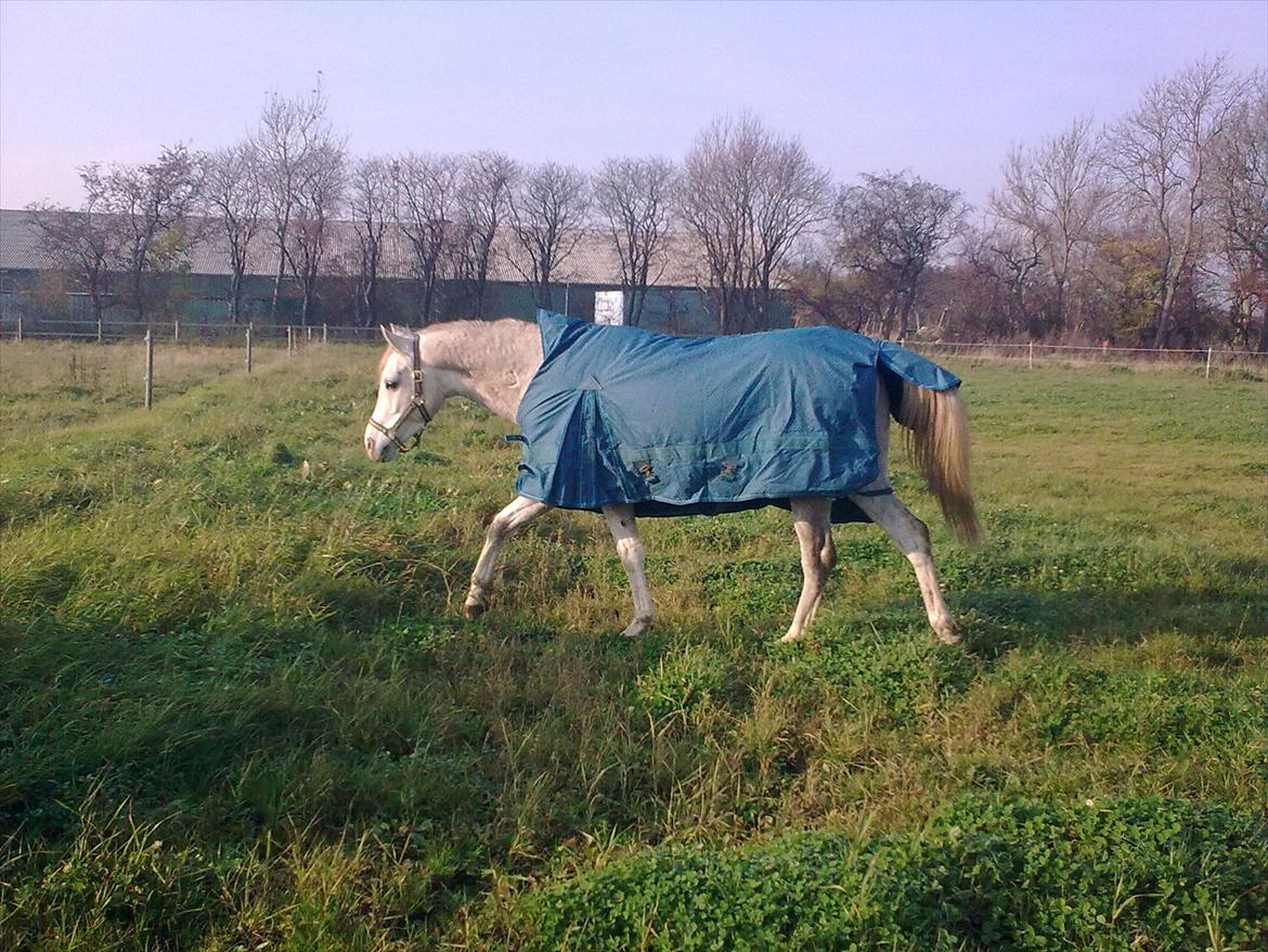 Arabisk fuldblod (OX) Thaliq Al-Bait ox - hygge på folden:) billede 4