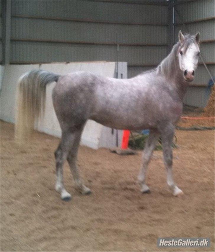 Arabisk fuldblod (OX) Thaliq Al-Bait ox - Rigtig araber billede 15