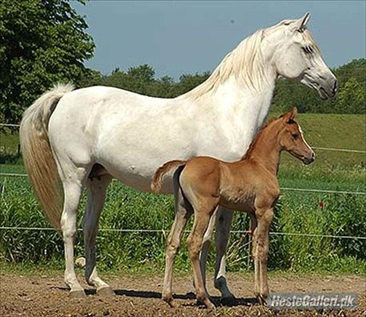 Arabisk fuldblod (OX) Thaliq Al-Bait ox - Den gang han var baby:) billede 17