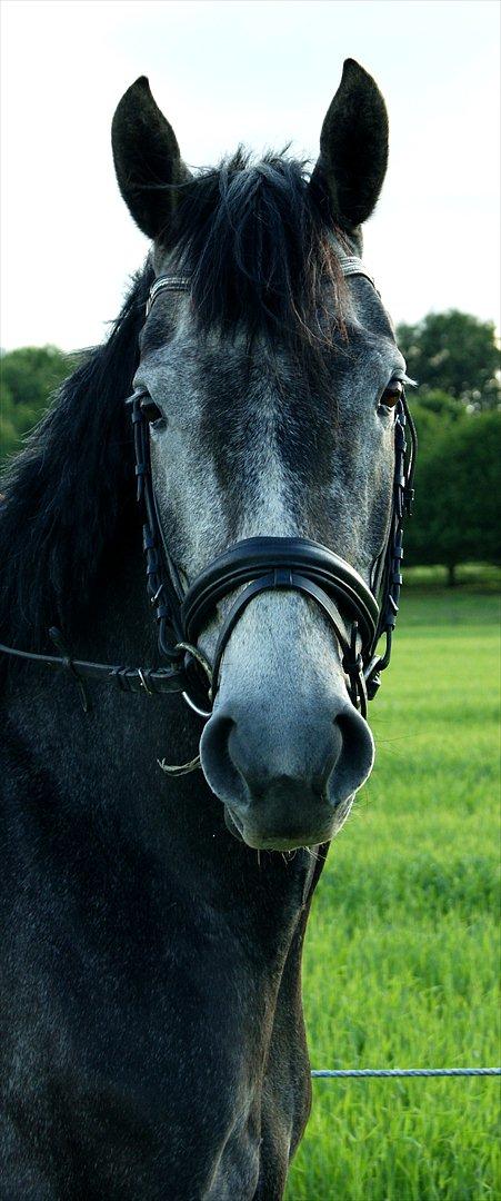 Dansk Varmblod Amona - Smukke Mona pigen!<3<3 billede 7