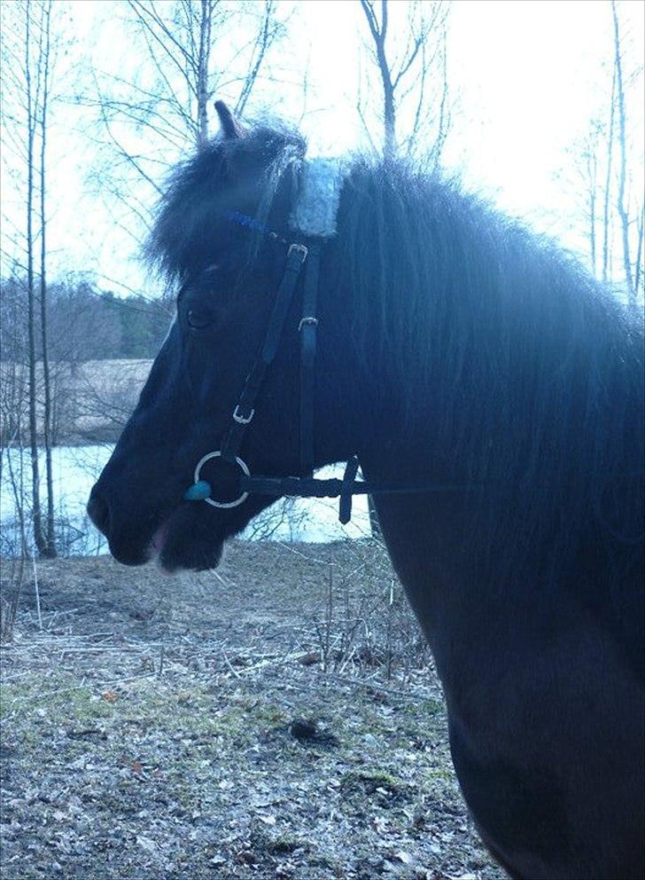 Welsh Pony (sec B) Rocky <3 - min dreng foraltid!! <33 billede 15