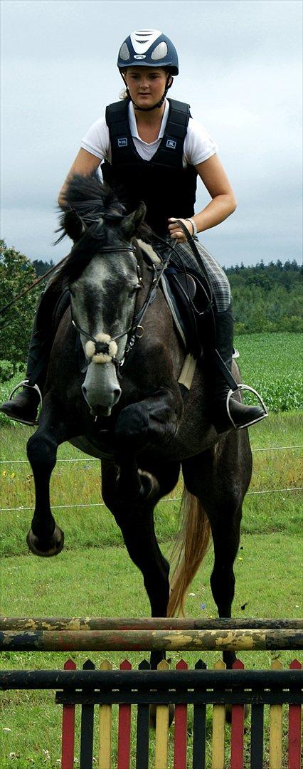 Dansk Varmblod Amona - jaja hun kan! <3 billede 15