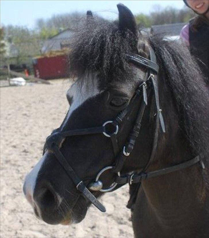 Welsh Pony (sec B) Rocky <3 - Velkommen til min dejlige pony ! læg en bedømmelse og komentar ..:D  billede 1