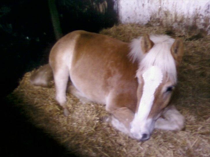 Haflinger Prins - Prins 10/12-11
Foto: Mig billede 14