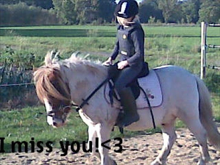 Anden særlig race Kvik  billede 19