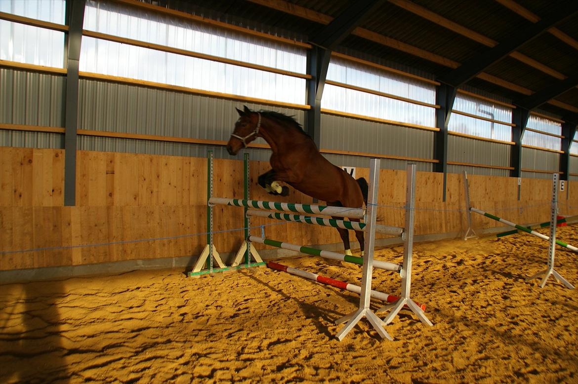 Hannoveraner ROMANA - En glad hest over 120 cm billede 11