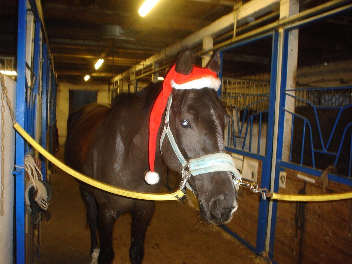 Dansk Varmblod Chanel - The neller mus <3 billede 8