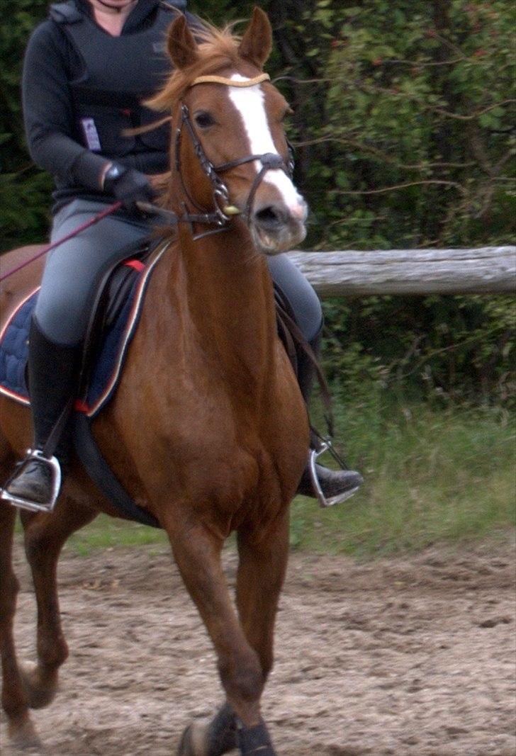 DSP Pyrrhula [Himmelhest] - Træning billede 17