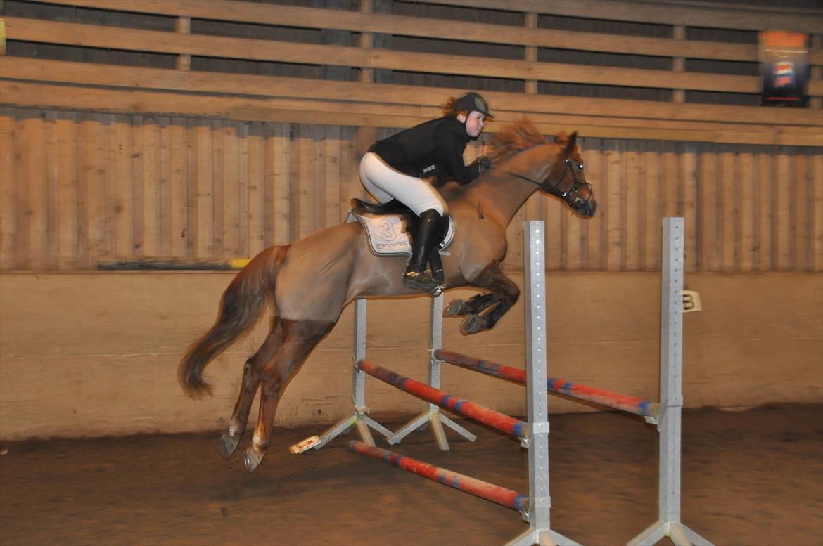 DSP Pyrrhula [Himmelhest] - Klubmesterskab billede 9