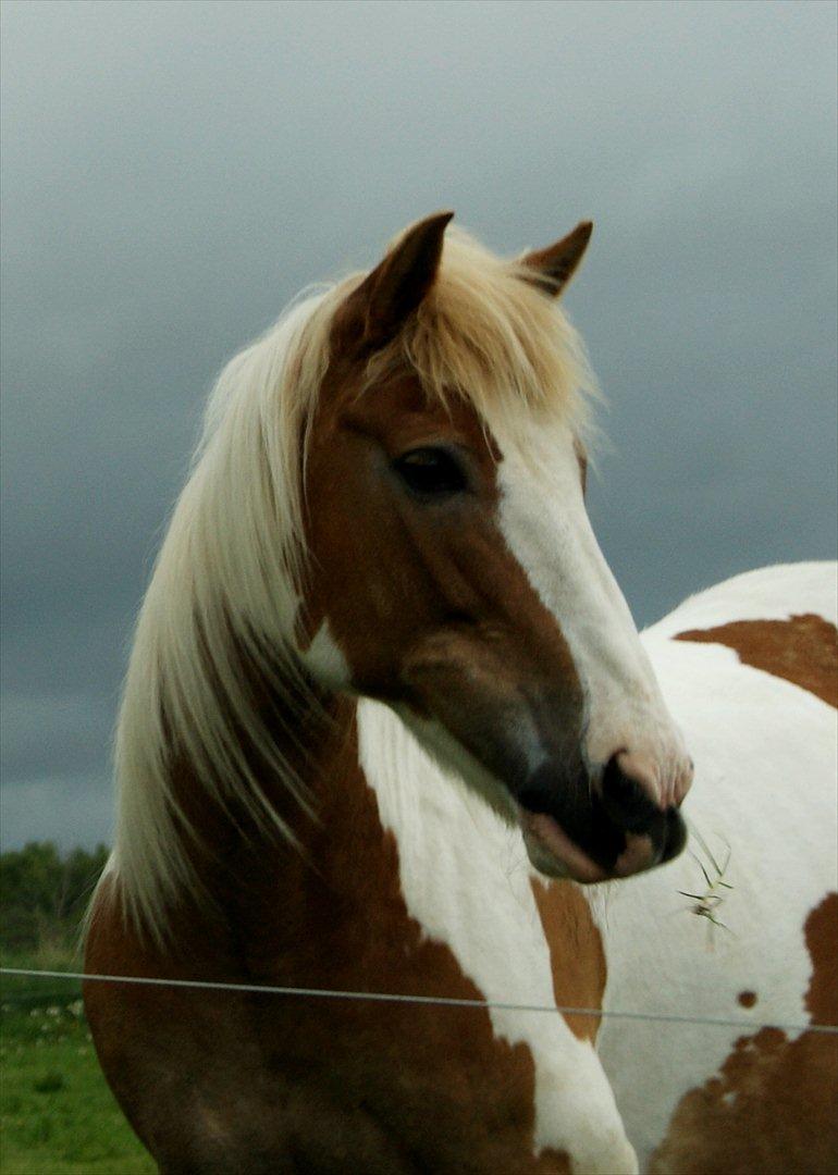 Anden særlig race :Tequila*SOLGT :'( - På besøg ved min dejlige pony<3 Tequila! (kan ikke forstå at hun ikke er min mere, kan ikke holde op med at sige hun er min) du vil altid være min! <3<3 billede 8