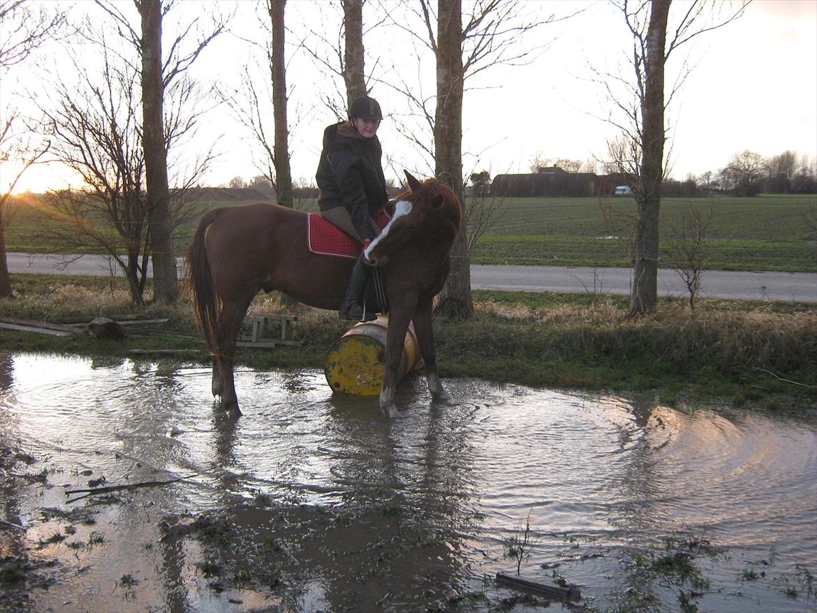 Frederiksborg Ferdinand - Cordeo første gang, han var super, 10/11-12 billede 16