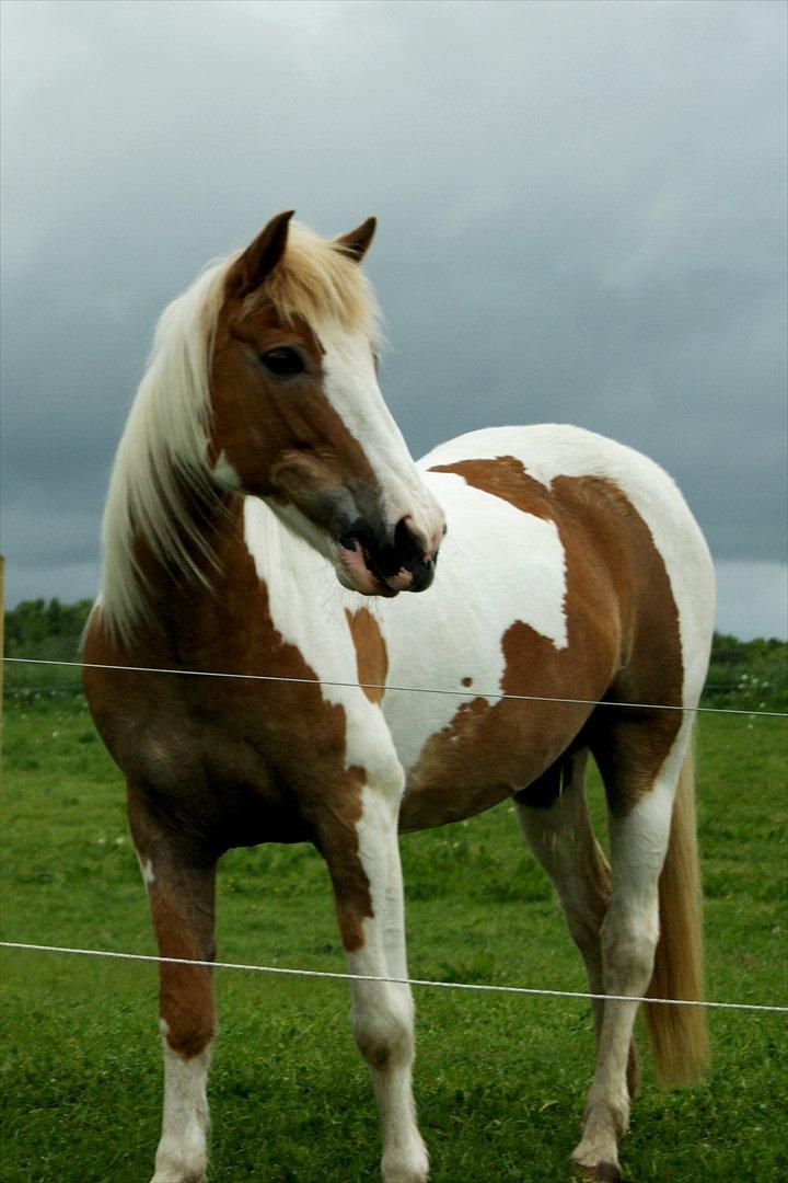 Anden særlig race :Tequila*SOLGT :'( - Velkommen til Tequila´s profil!<3
Den sidste time med min helt fantastiske pony!;D<3 
Goodbye my lover.
Goodbye my friend.
You hav been the one.
You hav been the one for me.:'( 


http://www.youtube.com/watch?v=2ntKgLxgY9s&feature=au billede 1