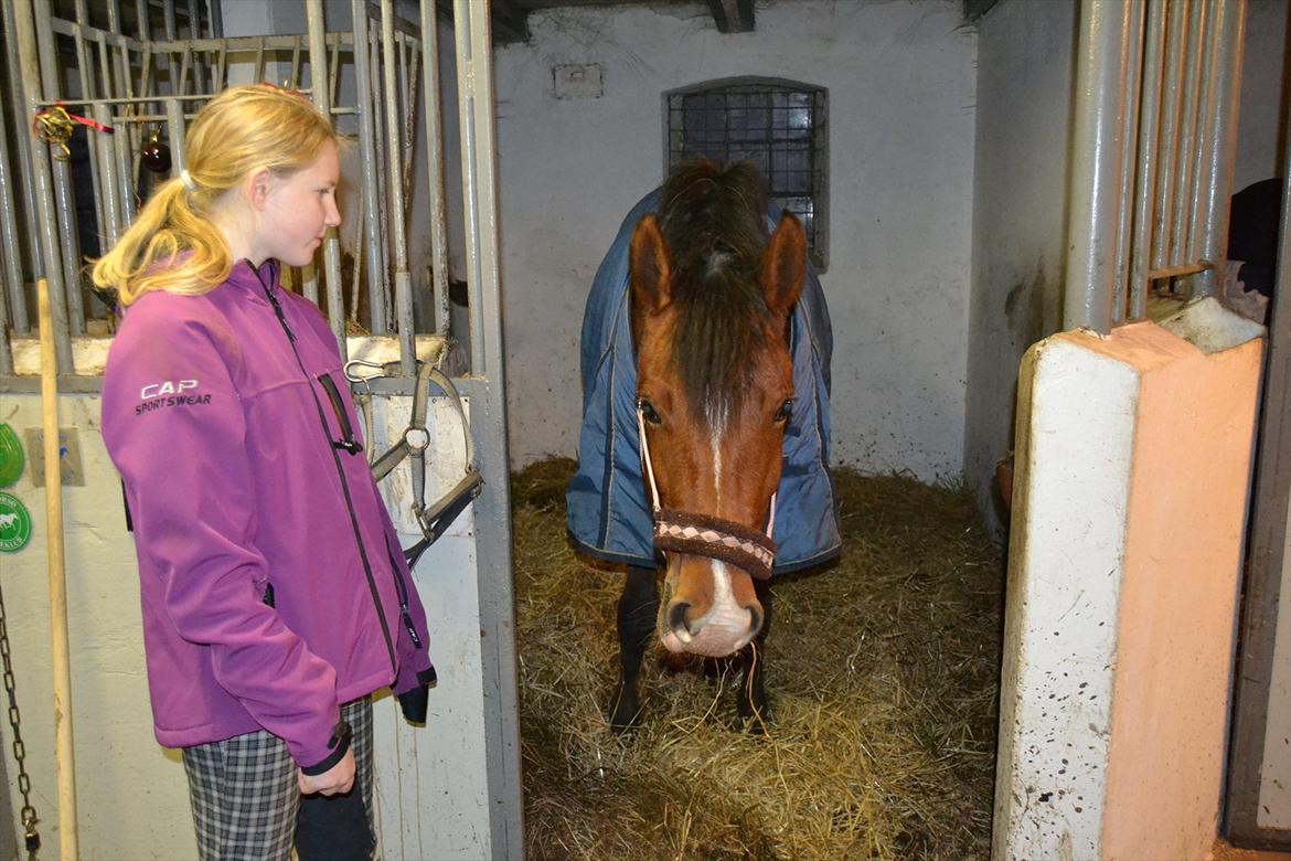 Anden særlig race alberte revelhøj - Alberte i boksen billede 7