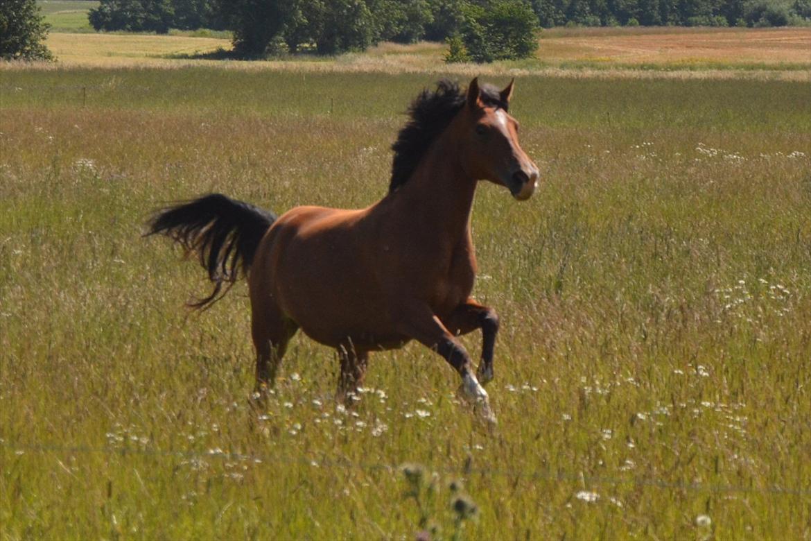 Anden særlig race alberte revelhøj - sommergræs! billede 11