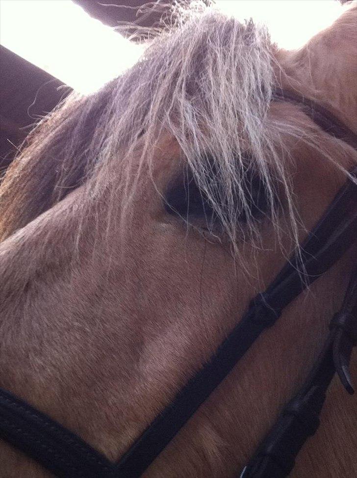 Fjordhest Josefine billede 5