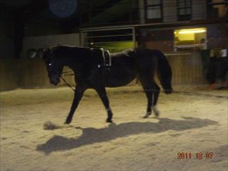 Anden særlig race Charles (Himmelhest) - Første gang jeg longer ham :-) billede 6