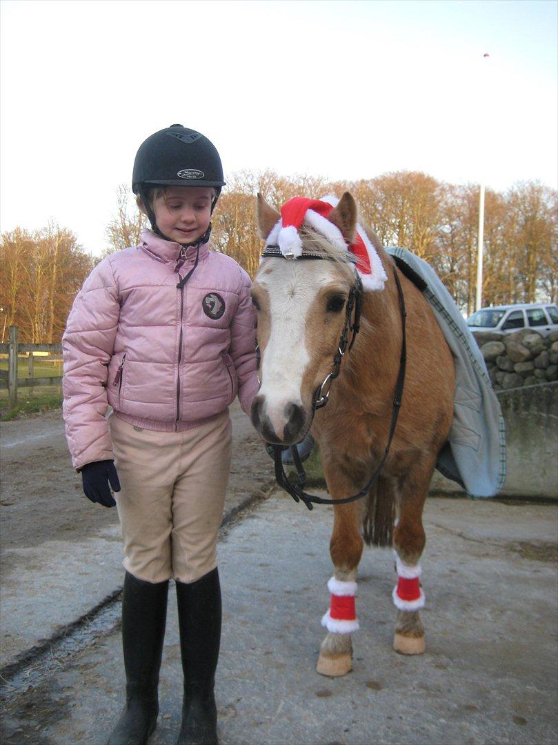 Welsh Mountain (sec A) Sjaik billede 19