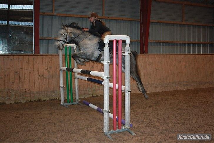 Anden særlig race Aziz sabah, mistet, savnet, elsket!  - Os over en oxer på 1,20cm ;) <33 billede 16