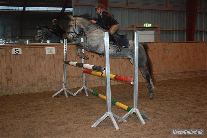 Anden særlig race Aziz sabah, mistet, savnet, elsket!  - Oxer 1,10cm!!! Gooo ponzz! <3 billede 17