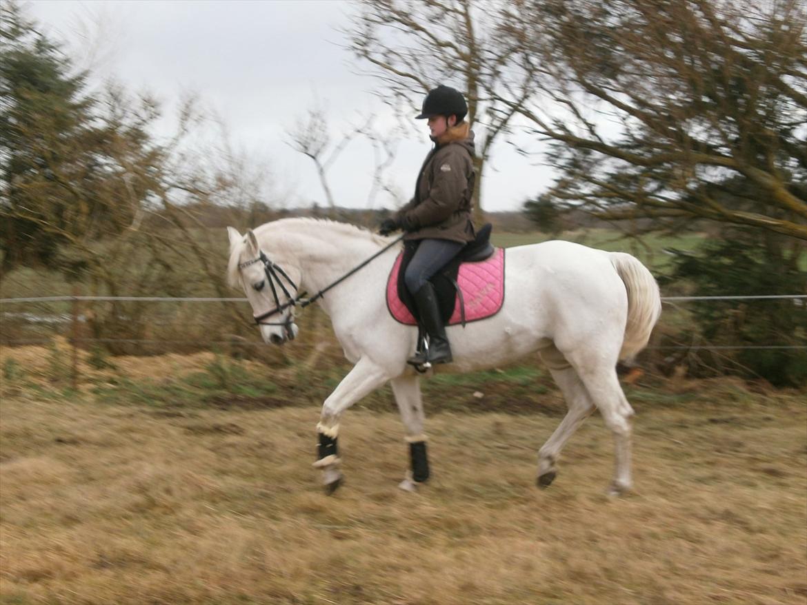 Tysk Sportspony salva - dressur træning ! <3 billede 12