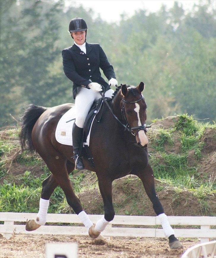 Dansk Varmblod Constantin - 24/9 - 2011. Foto: Claudia Hansen. Elsker den trav!!! Og den bliver bare bedre og bedre :-* billede 10