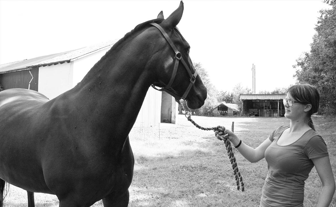 Traver Lady Sønderholm - Min veninde var ude og tage billeder af min skønne hest.. og her er et af billderne.. billede 15