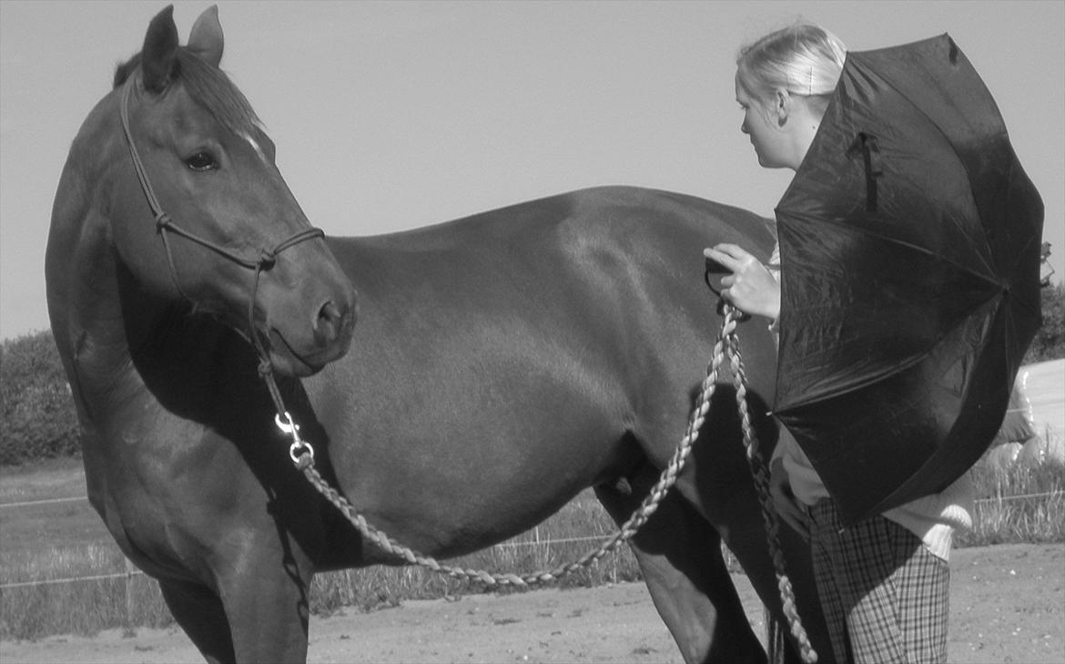 Traver Ferrari (Mr. King) - Du kan tvinge din hest til brønden, men du kan ikke tvinge den til at drikke. Tillidstræning Maj 2011.<3 billede 15
