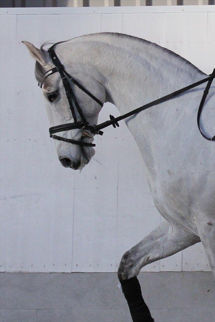 Svensk Varmblod Endorfin billede 2