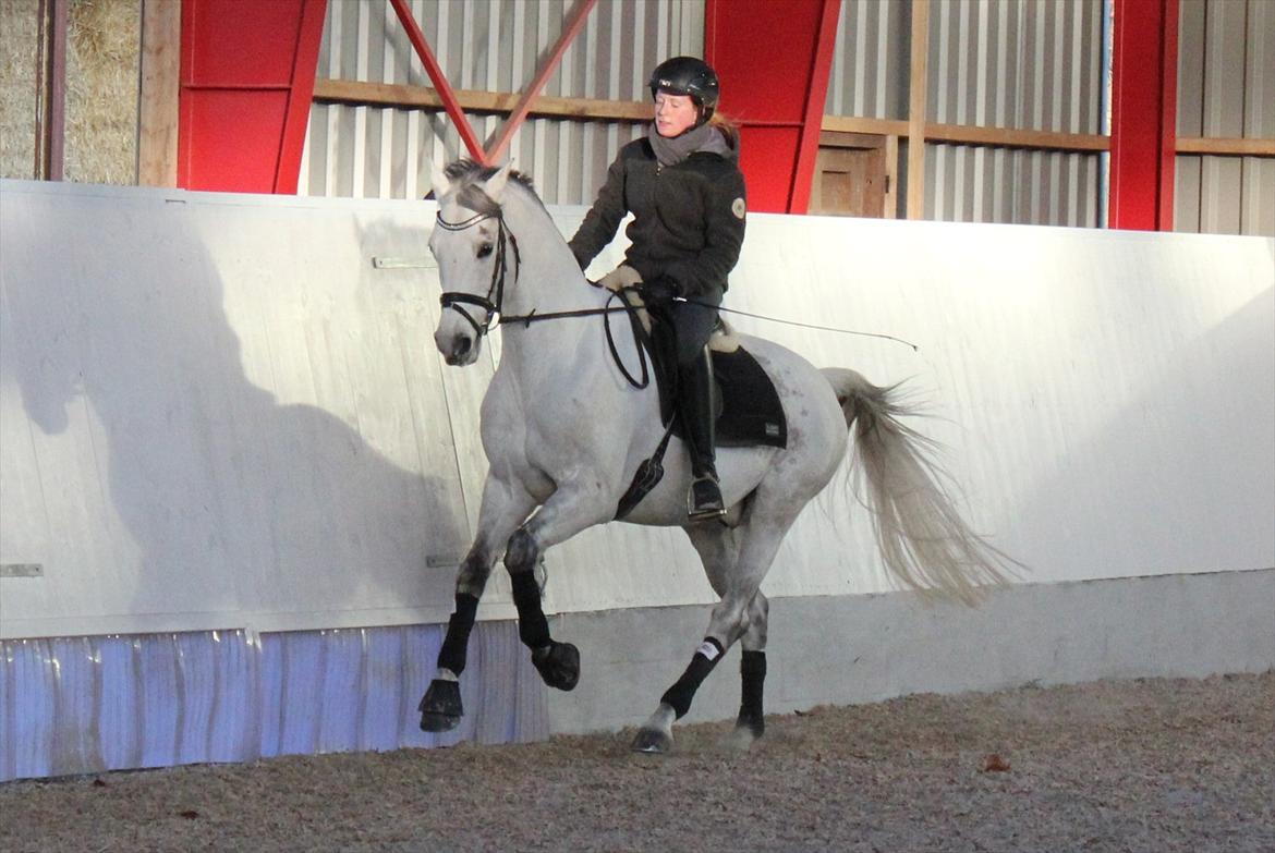 Svensk Varmblod Endorfin billede 7