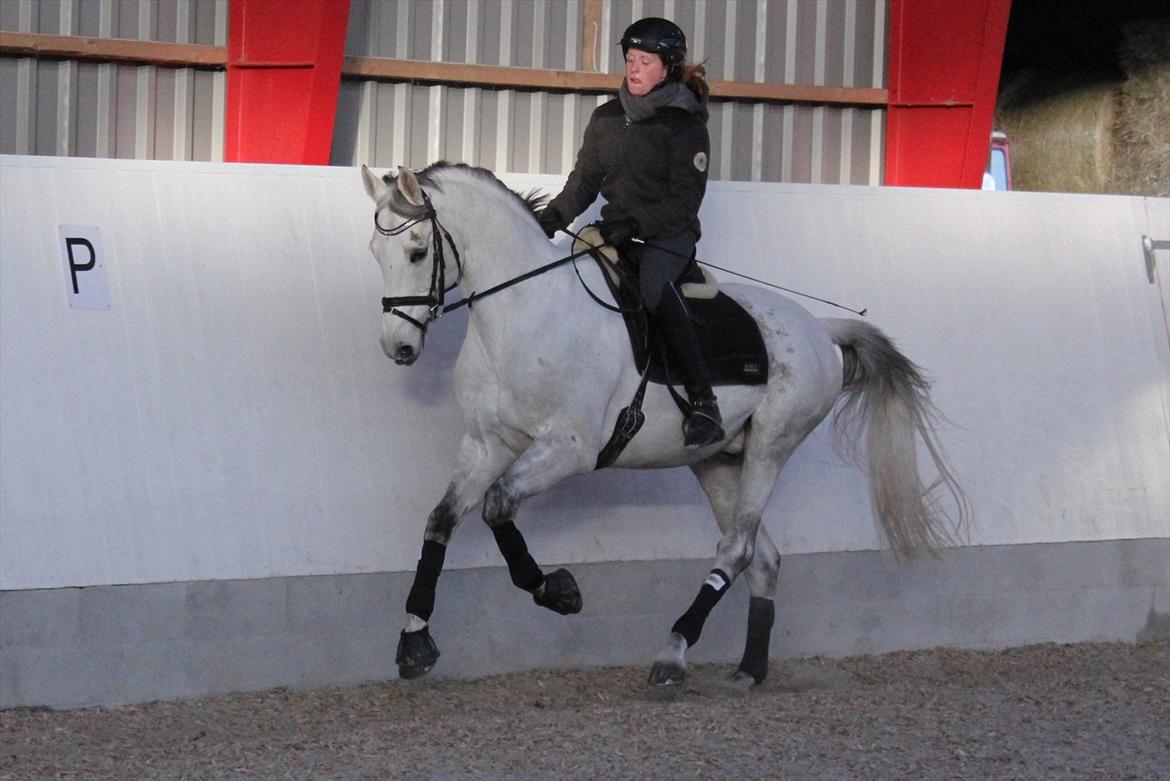 Svensk Varmblod Endorfin billede 4