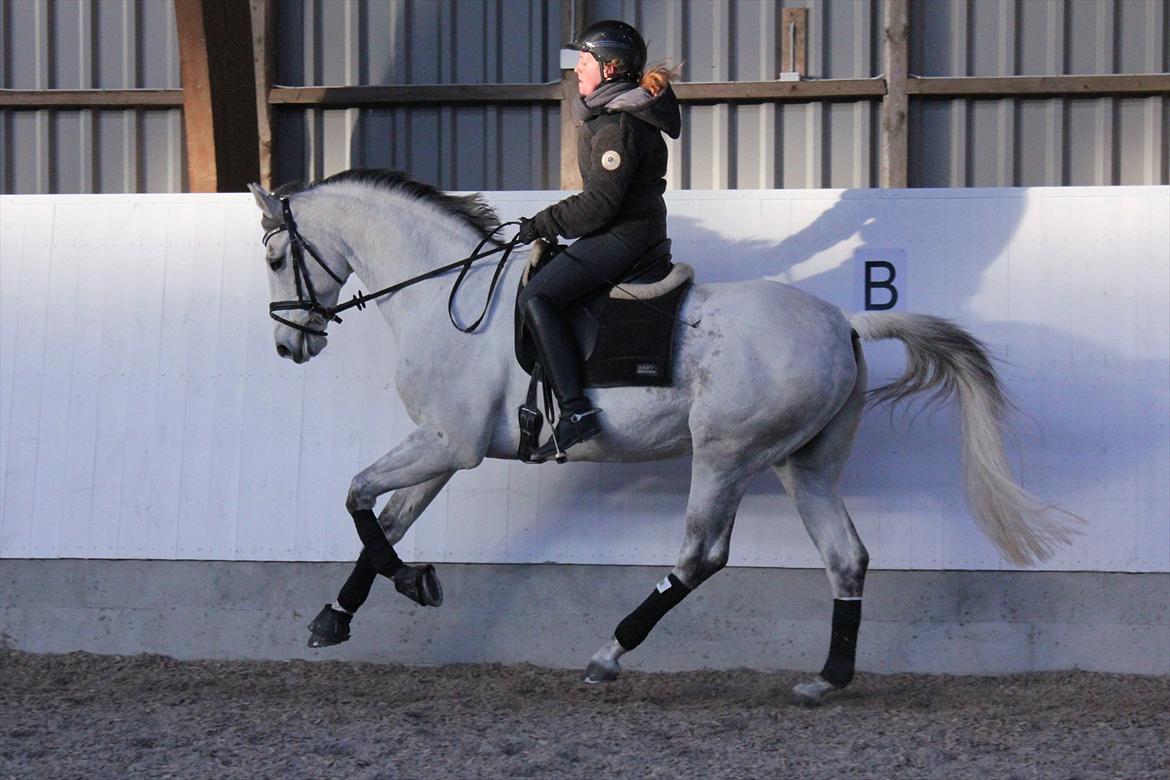 Svensk Varmblod Endorfin billede 5